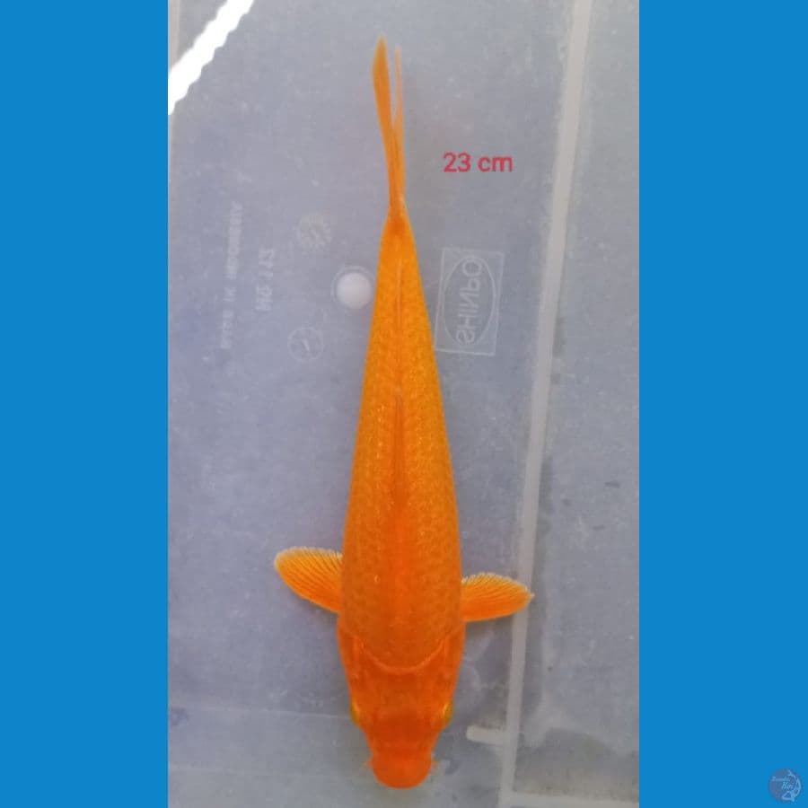 KARASI LEMON 23 cm