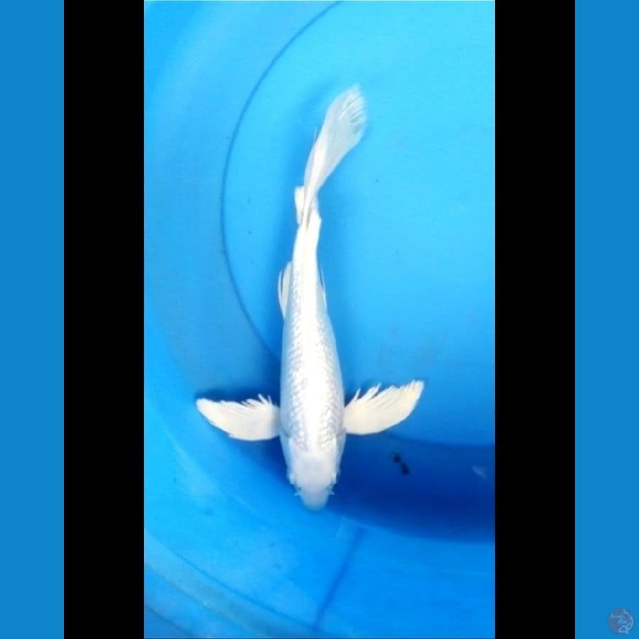 Kumpay platinum ginrin 33 cm