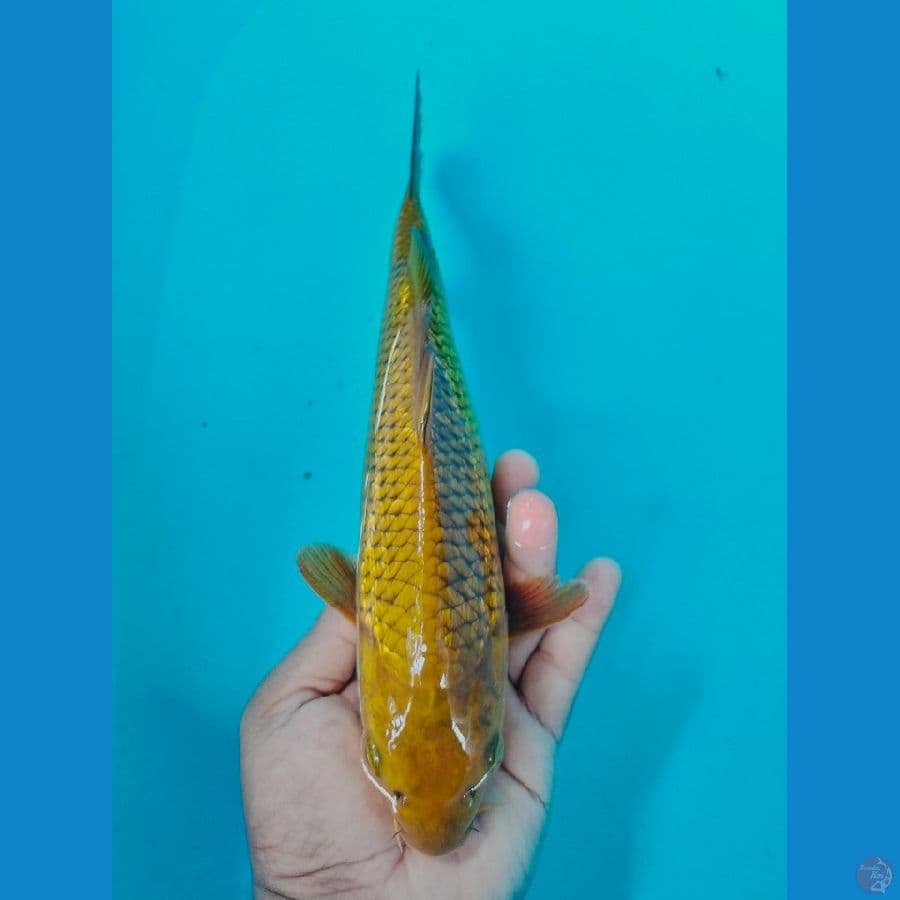 Midori Ginrin 28CM