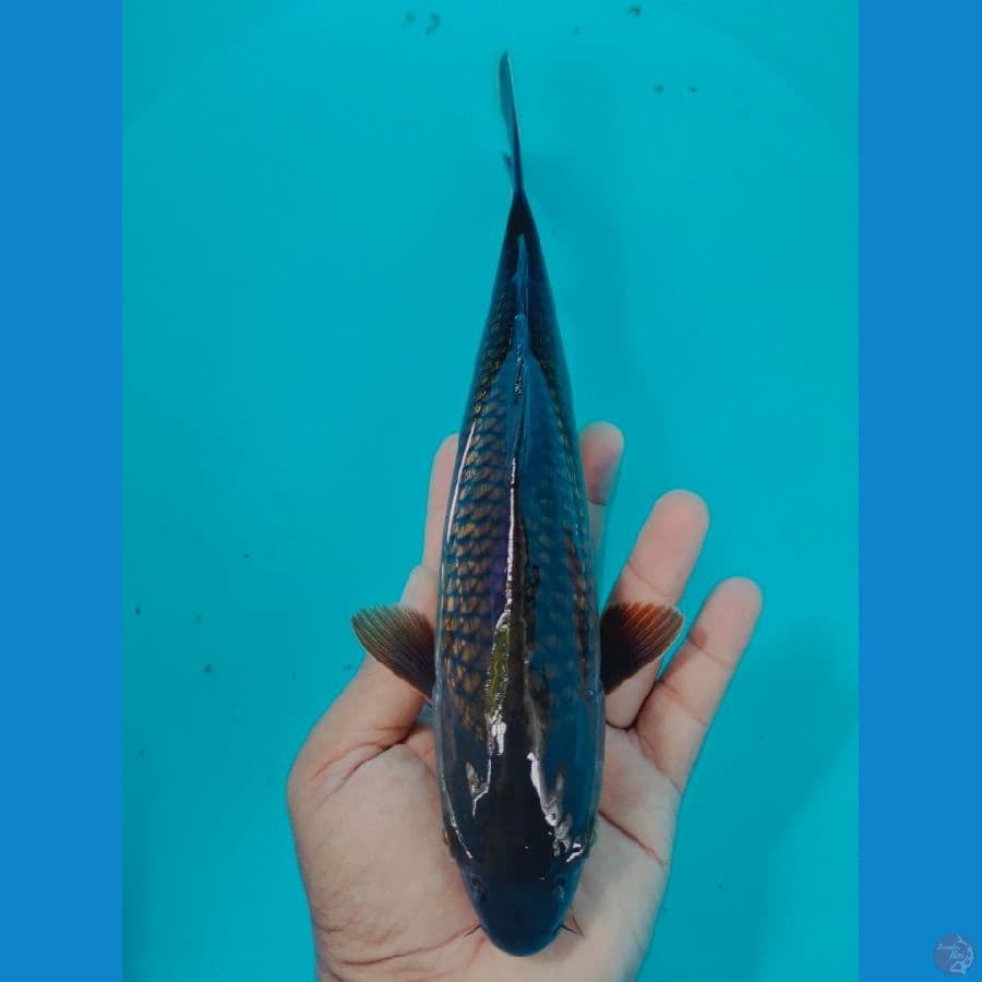 Chagoi 27CM