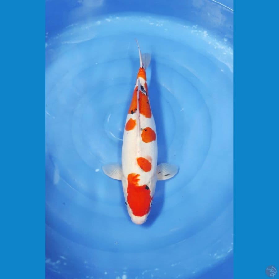 45 CM ~ DOITSU JUMBO
