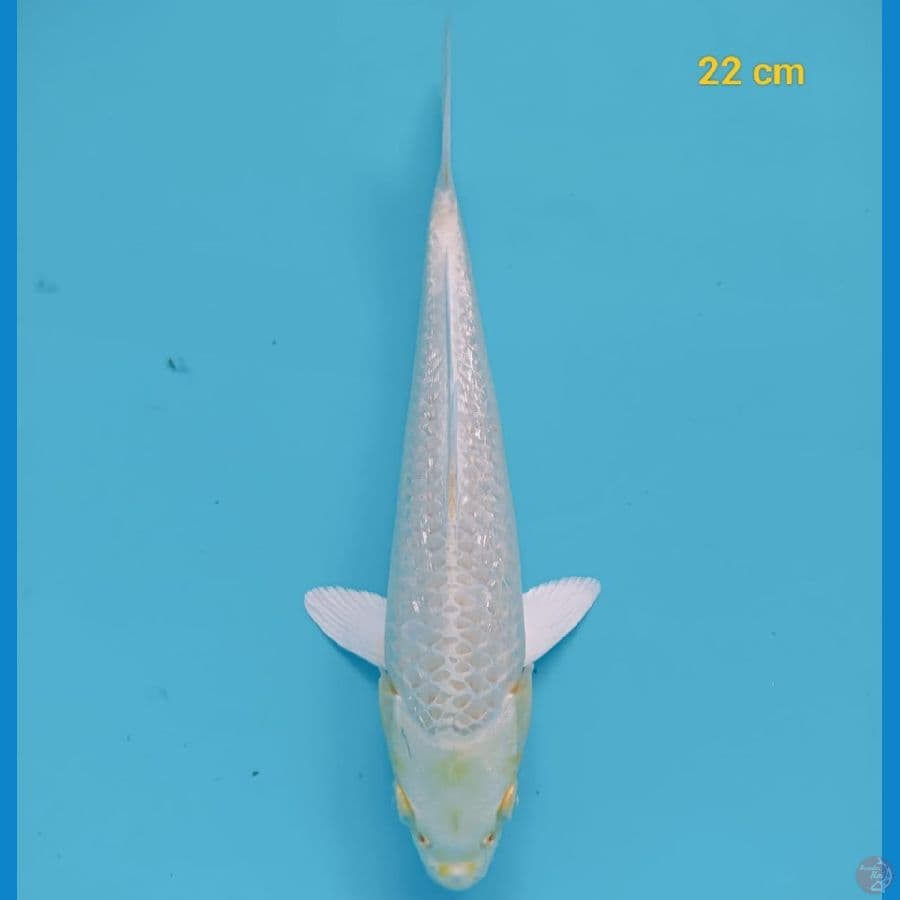 Ogon Ginrin 22CM
