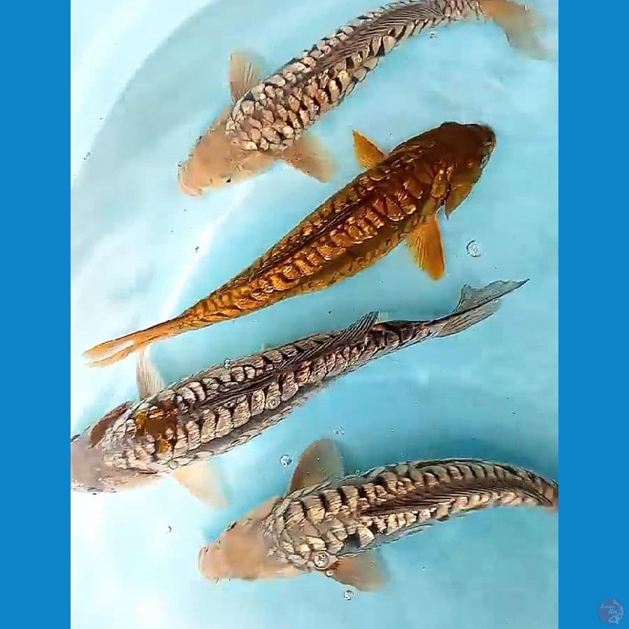 aragoke ginrin padat 33-36 cm