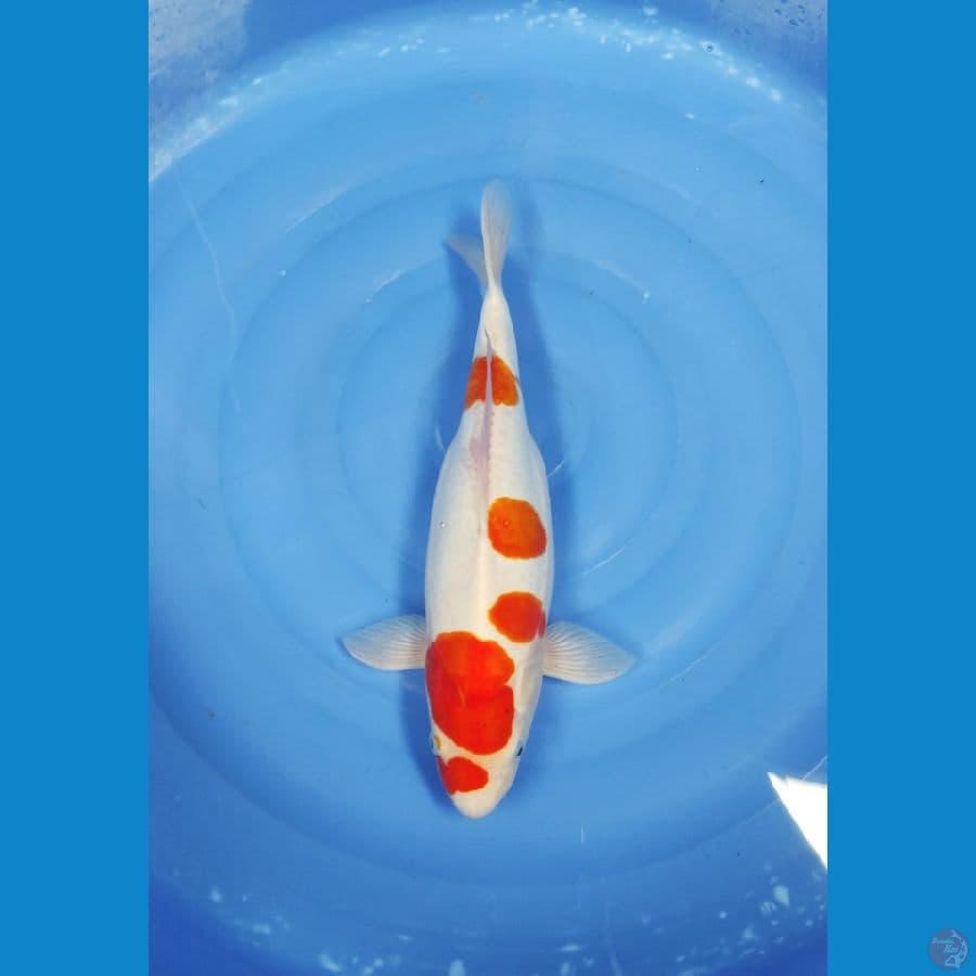 43 CM ~ CEPLOK DOITSU MURNI
