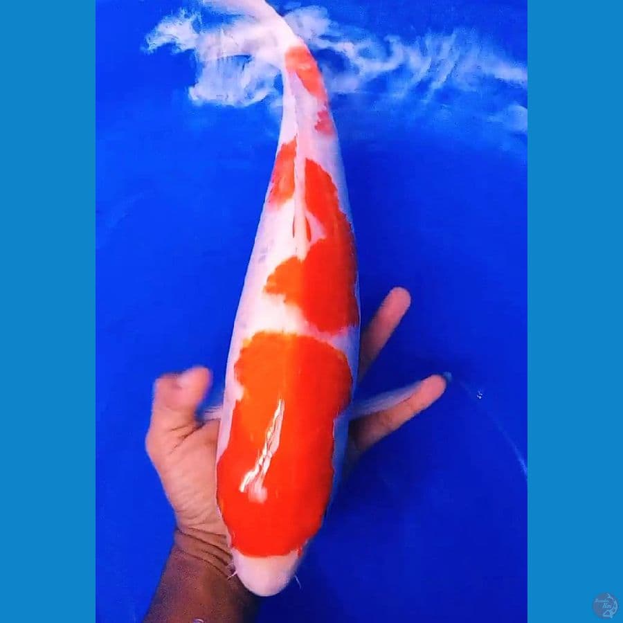kohaku pattern f 41 cm