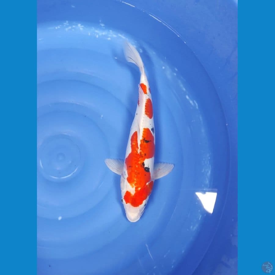 43 CM ~ DOITSU SANKE