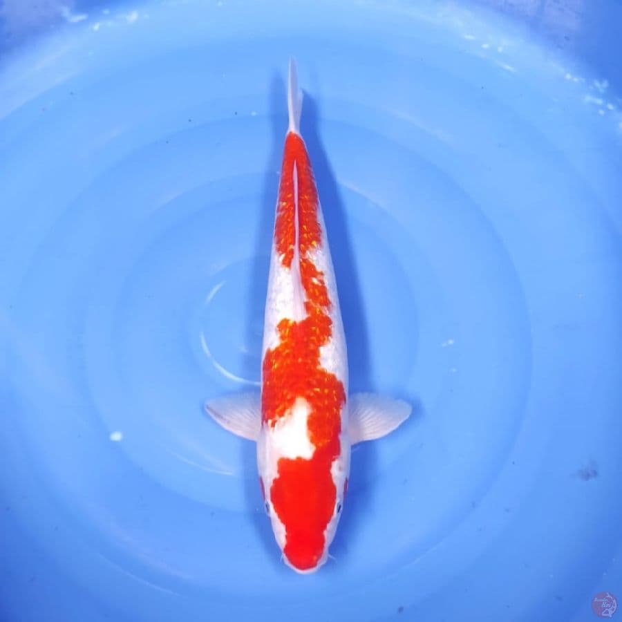43 CM ~ INAZUMA GINRIN