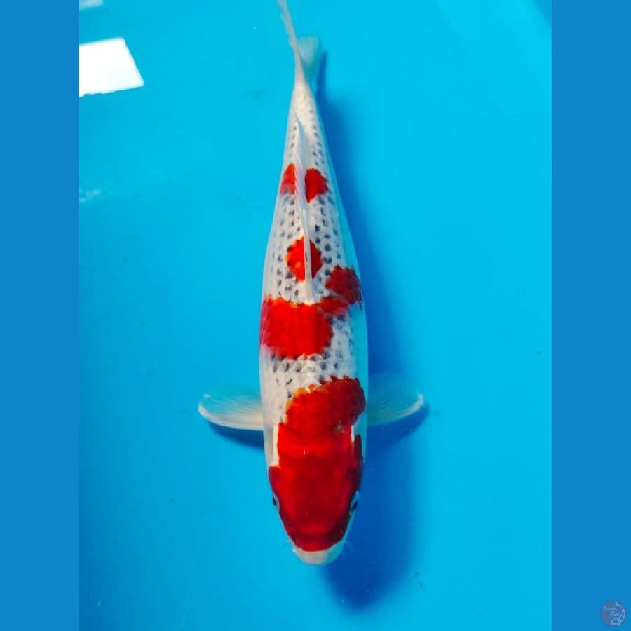 goshiki 34cm female