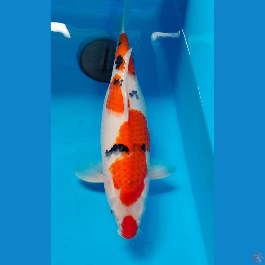 sanke 40cm