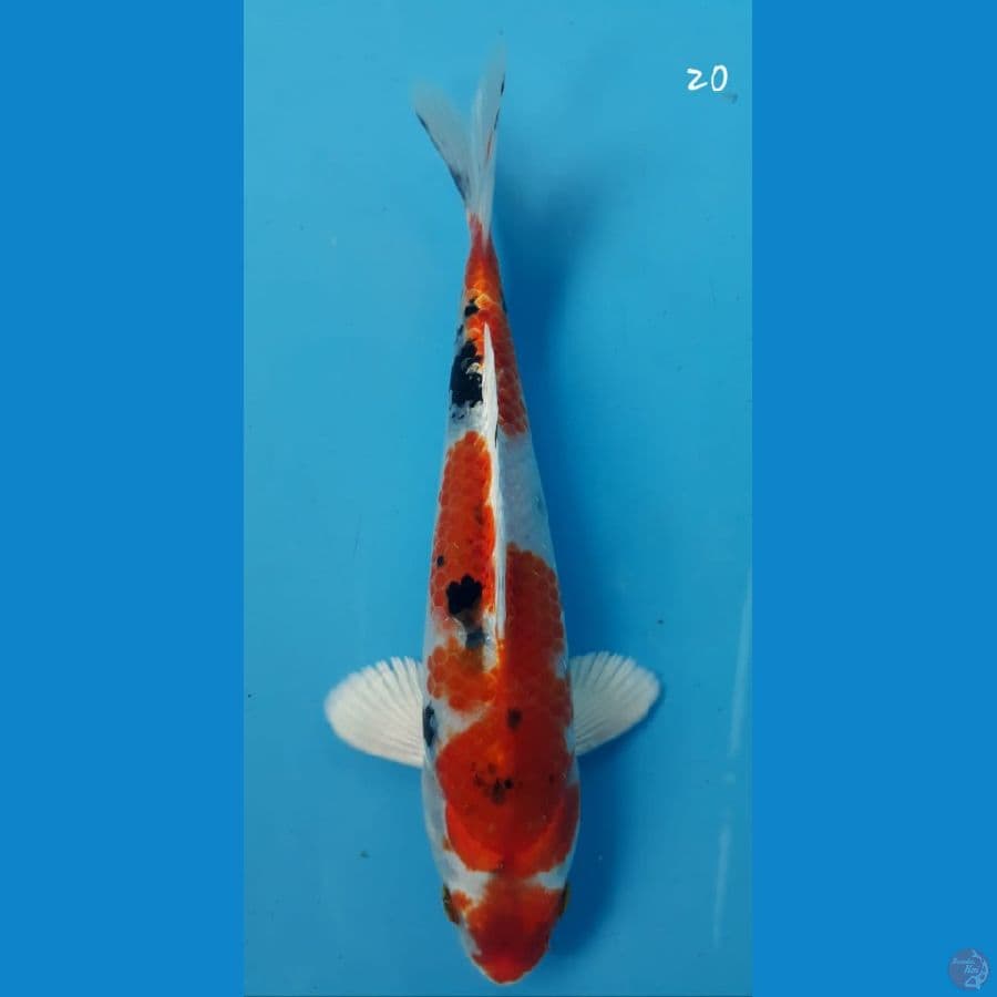 sanke hikari 20cm