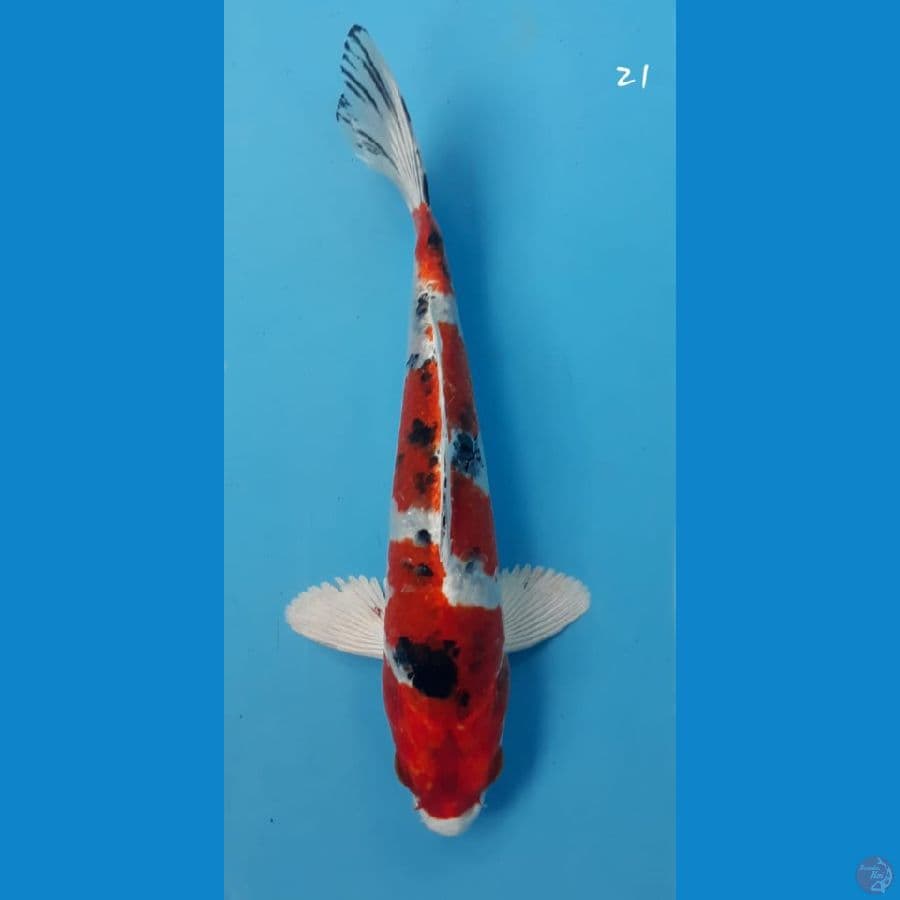 sanke hikari 21cm