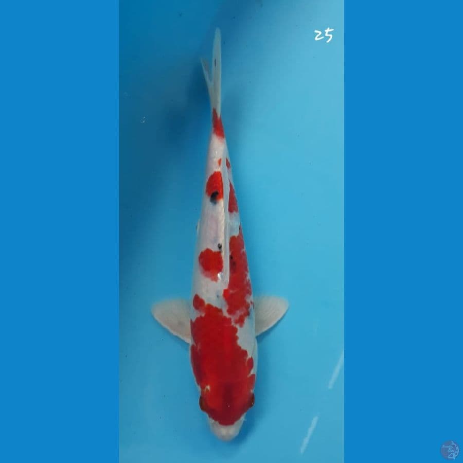 sanke hikari 25cm