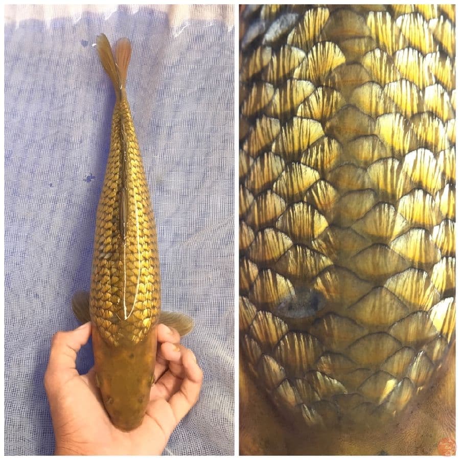 Breeder BIMA sz 40cm , ring lepas efek jaring