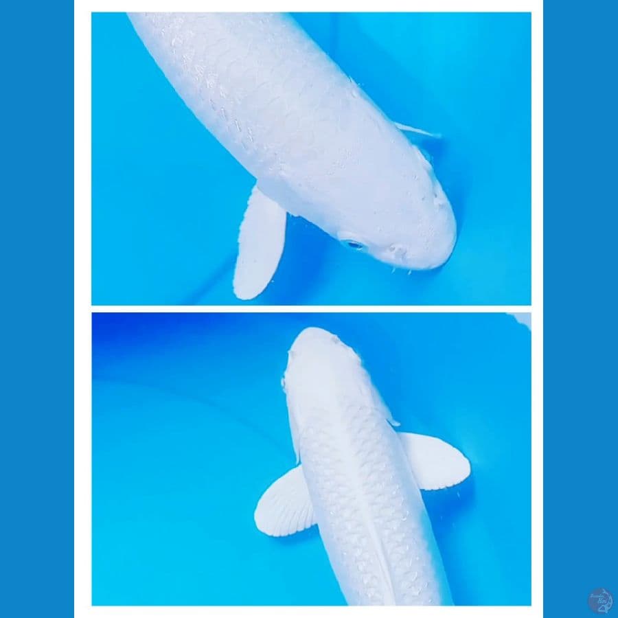 Platinum Ginrin bersih 35cm