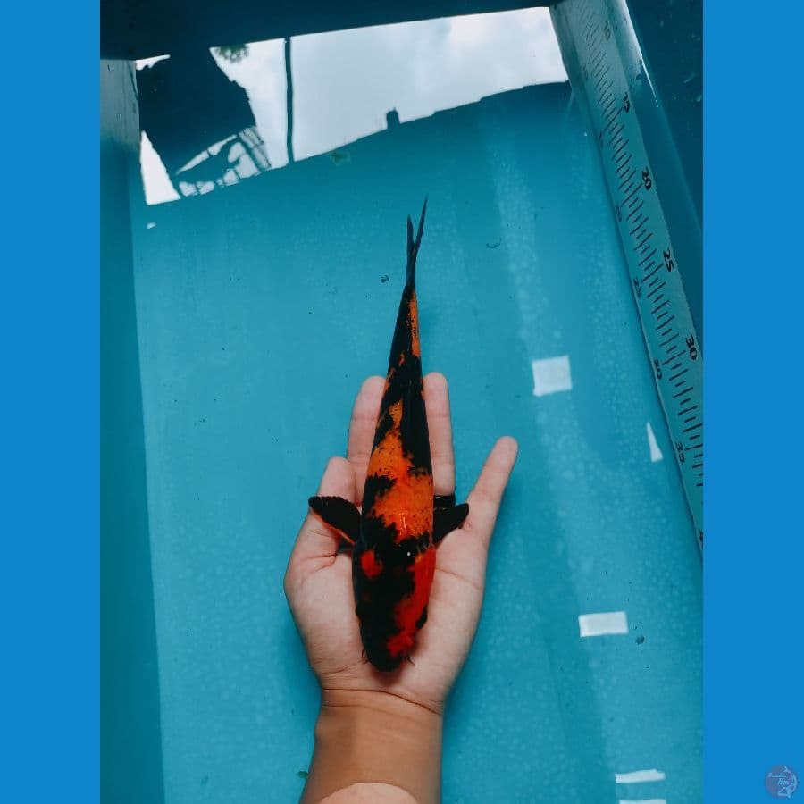 25cm Jantan
