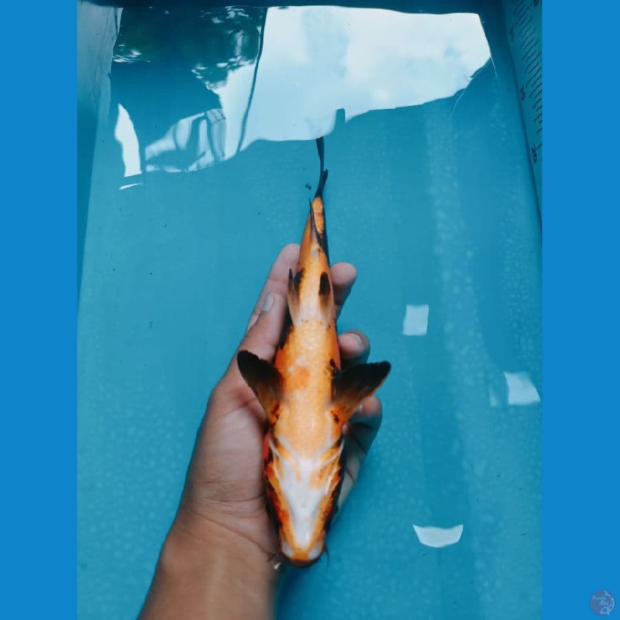 25cm Jantan