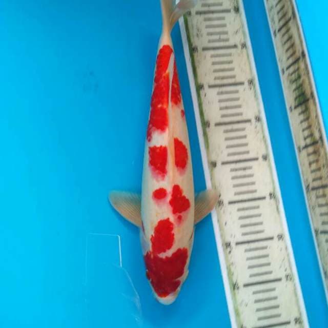 Kohaku 39