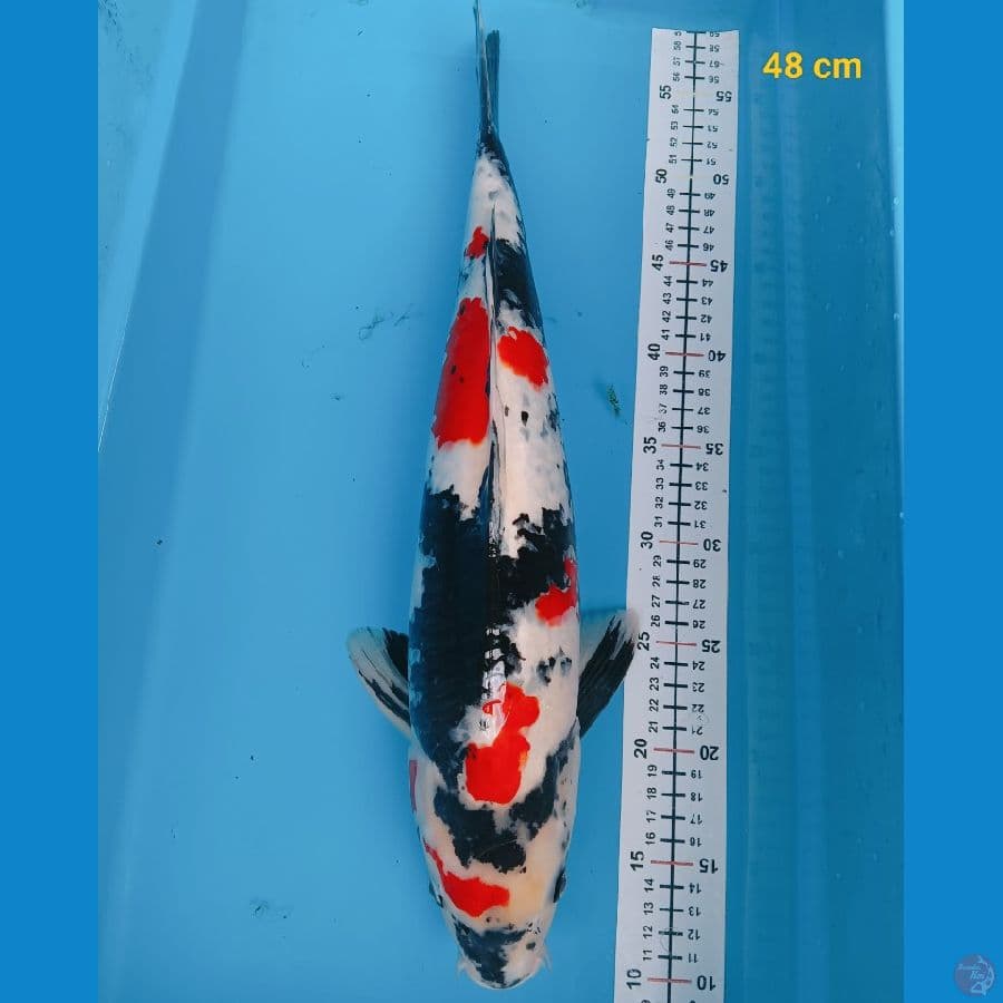 kindai male 48 cm