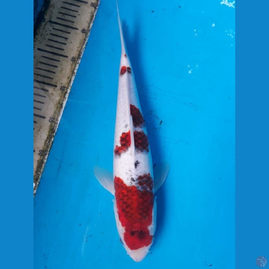 goromo 35CM