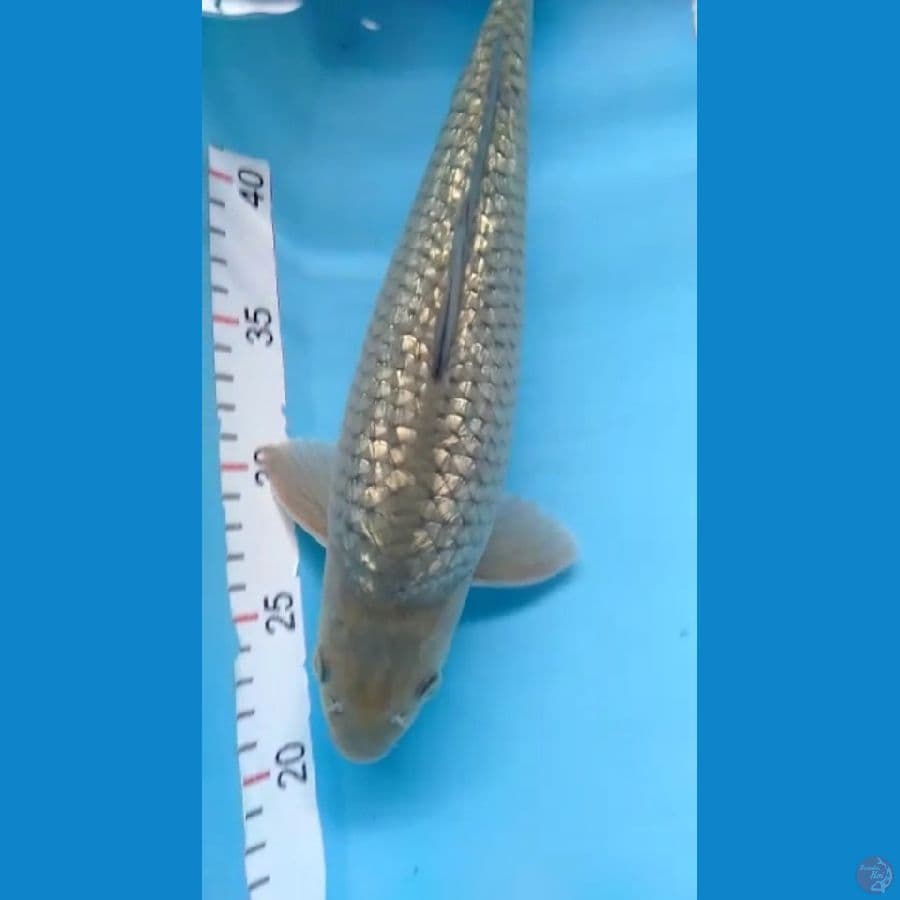 Soragoi Ginrin 33cm