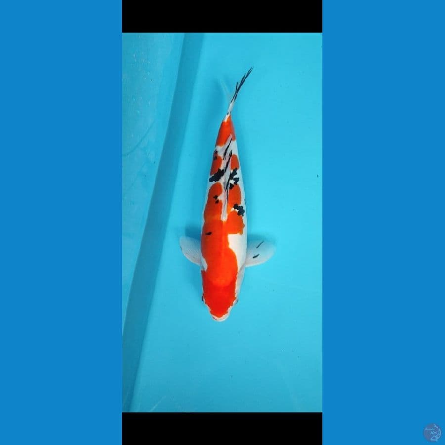 DP 2 _ Doitsu sanke 33 cm