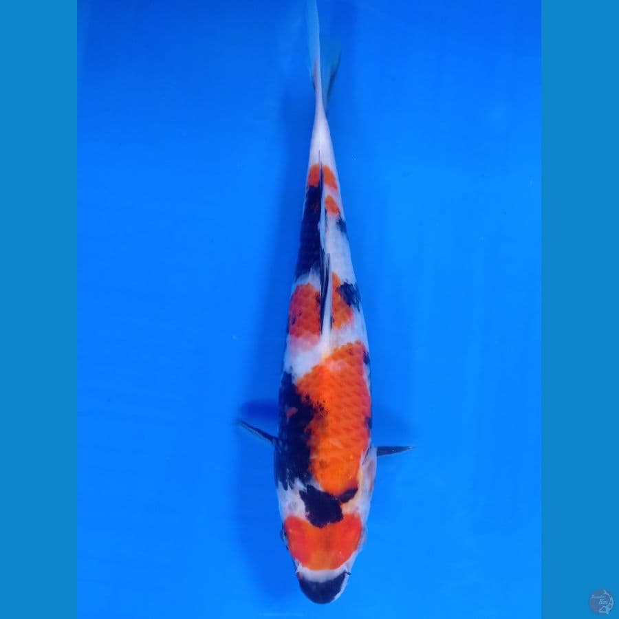 showa sanshoku
