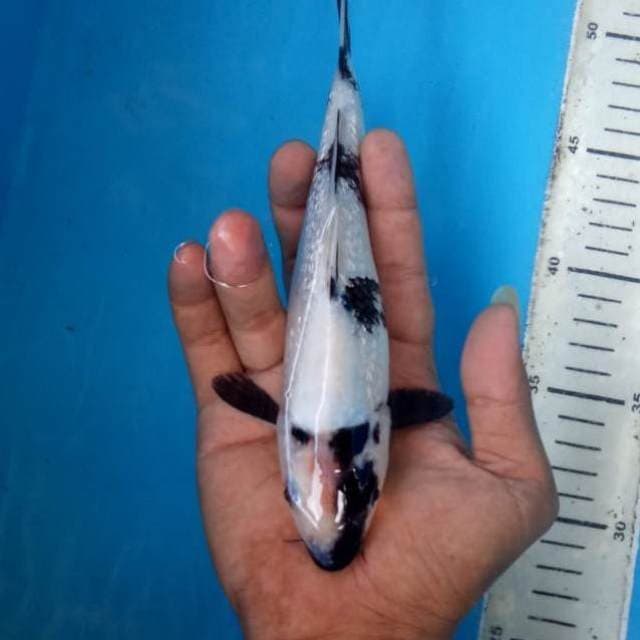 Shiro ginrin full HQ