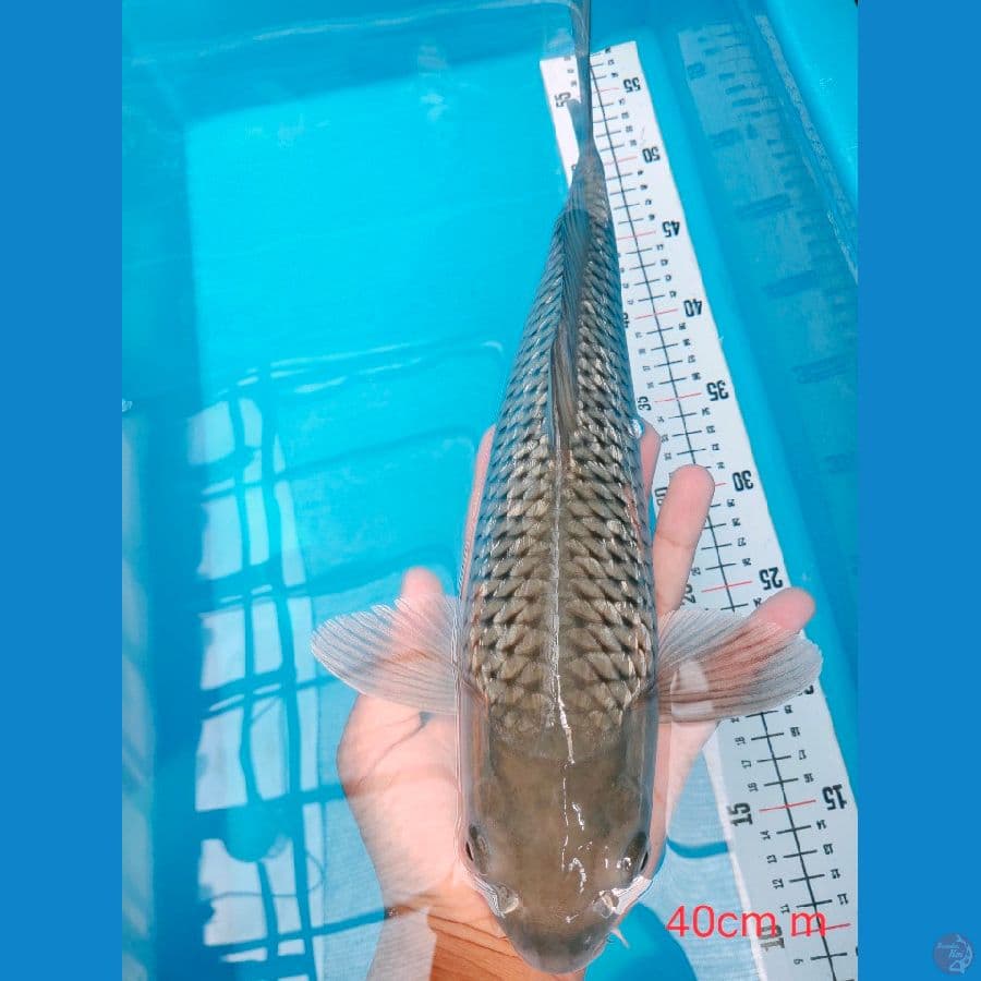SHORAGOI 40 CM MALE