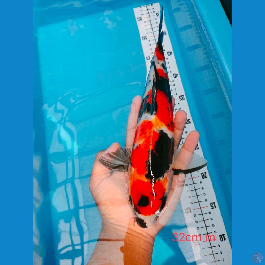 SHOWA TOP 32CM MALE