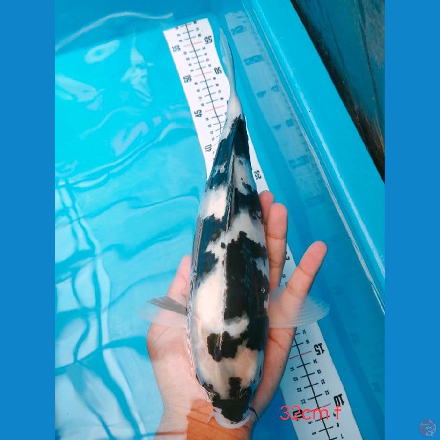 SHIRO CANTIK 32CM FEMALE