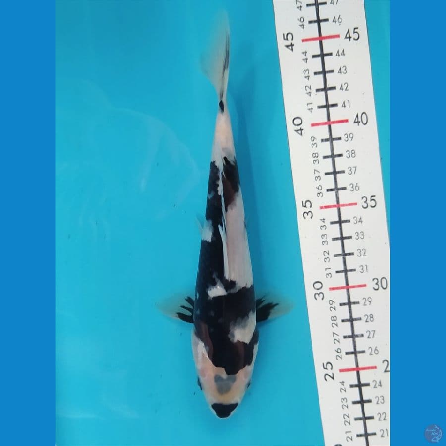 SHIRO 23CM FEMALE