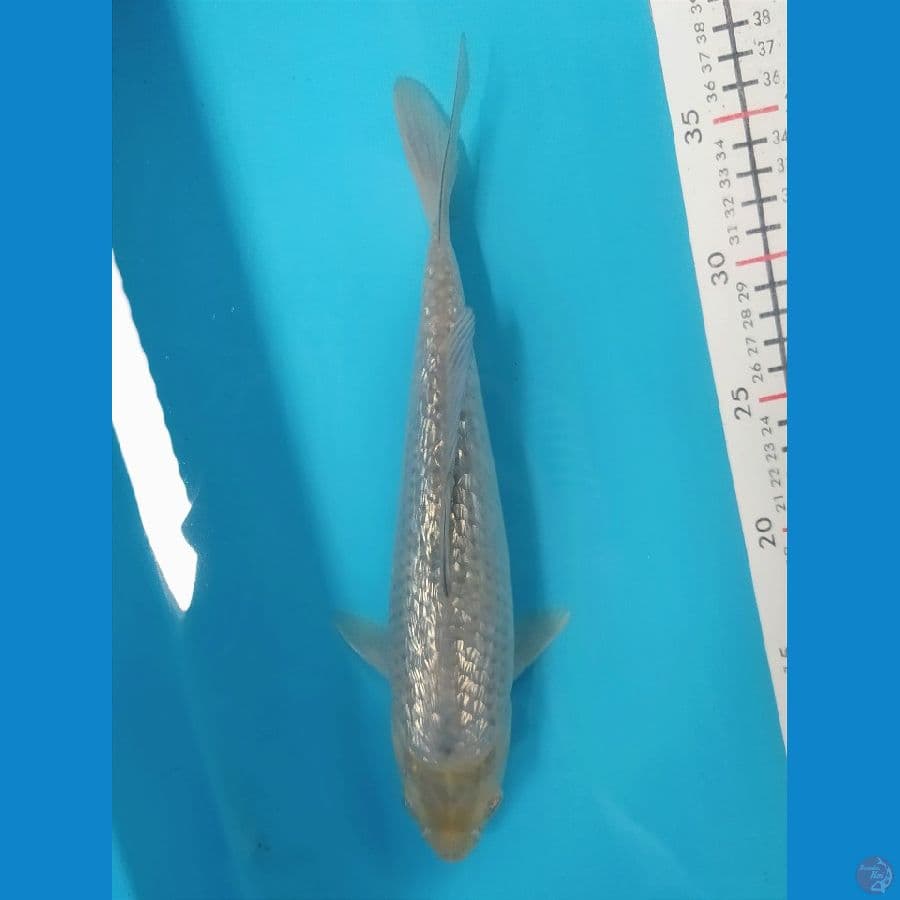 SORAGOI GINRIN 28CM FEMALE
