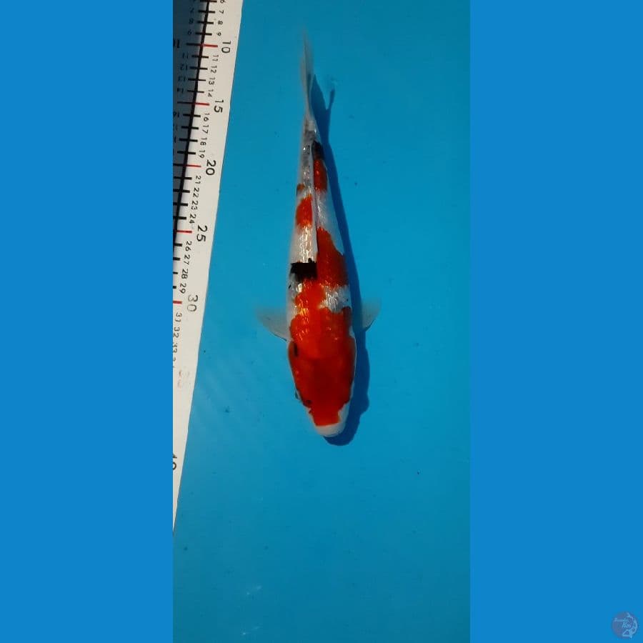 ginrin showa 28cm