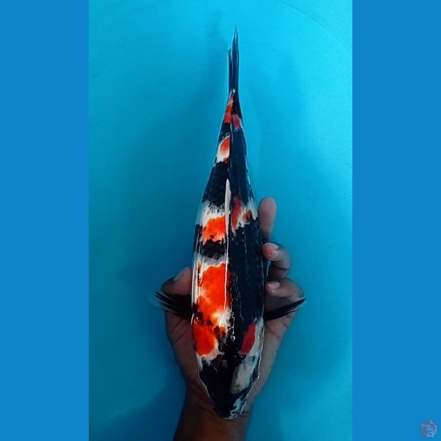 showa 34 cm