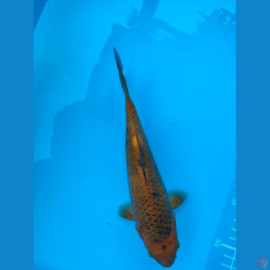 karamel 19cm