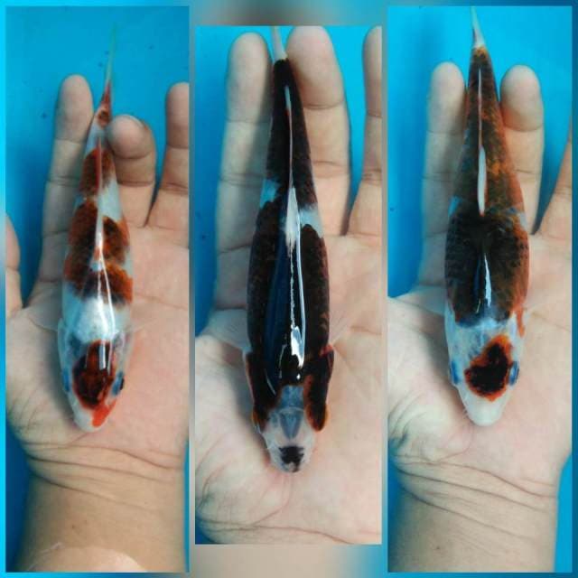 Budo Goromo original quality