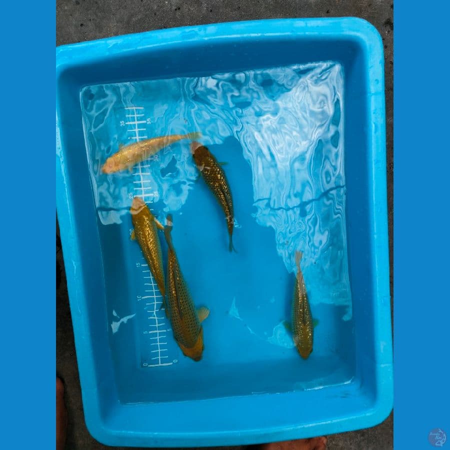 13-19cm 5ekor full ginrin