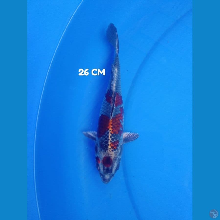 antik 26 cm