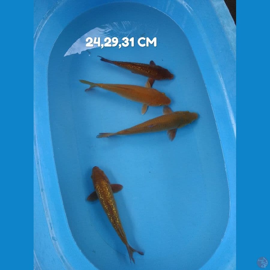 chagoi tembaga 4 ekor 24-29-31 cm