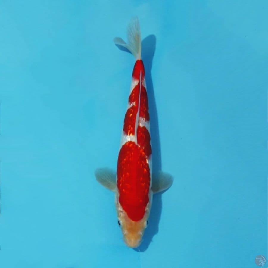 ١ Red Ginrin kohaku size 25cm male