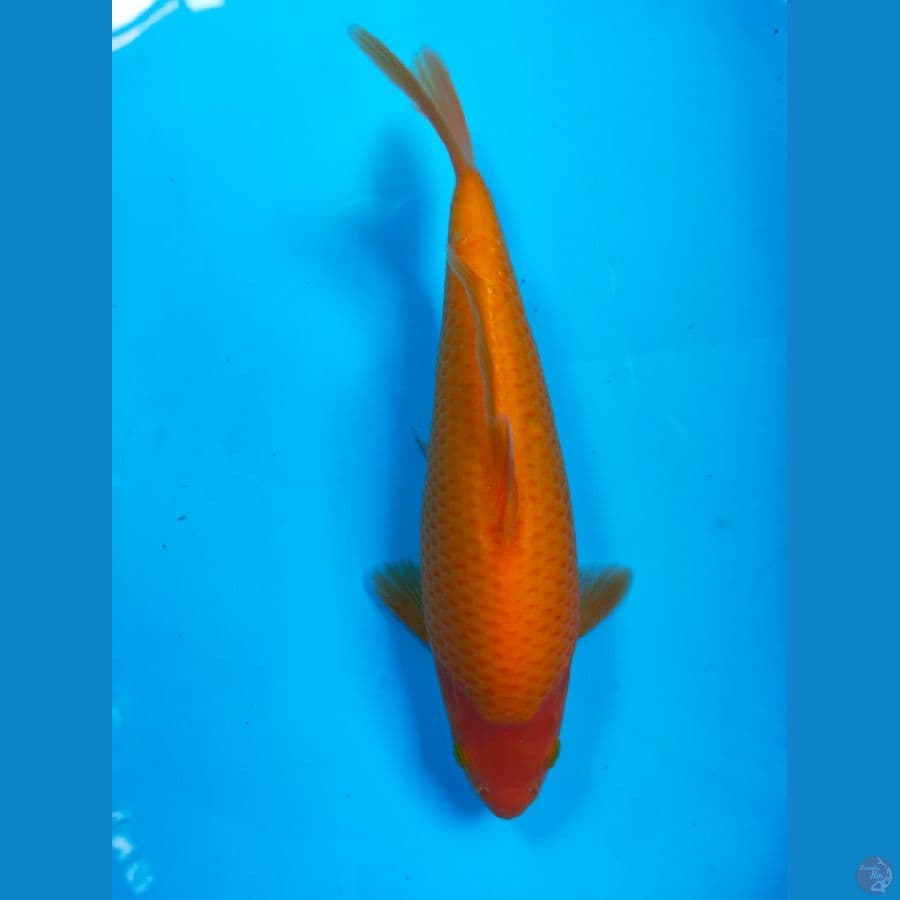 SQ RED KARASHI MATA MERAH 24CM MALE