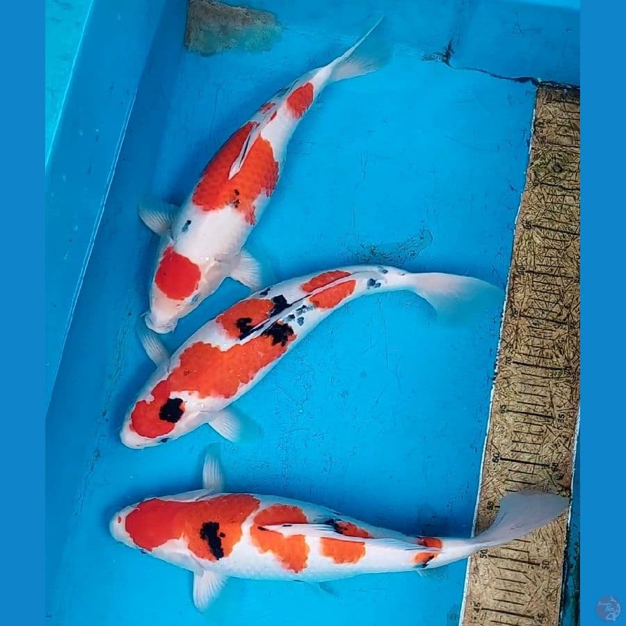 CALON INDUKAN 41-42 CM