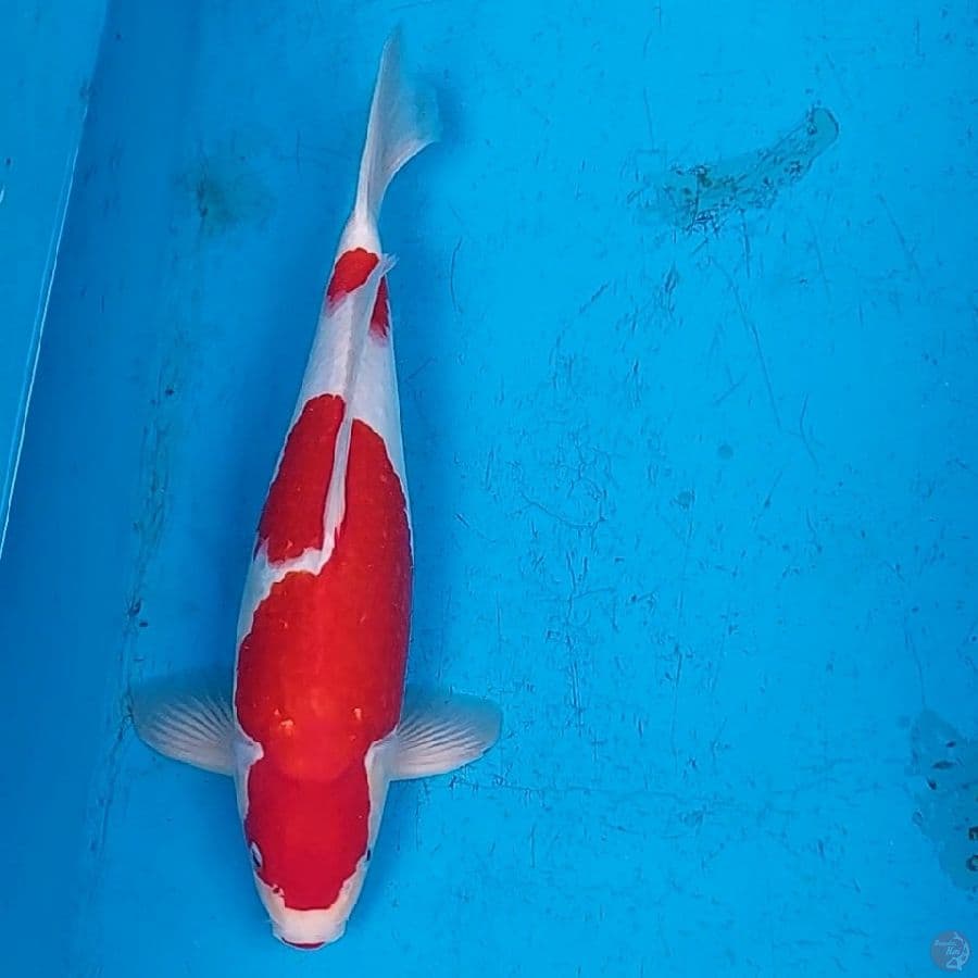 RED STRONG KOHAKU BULKY 39 CM