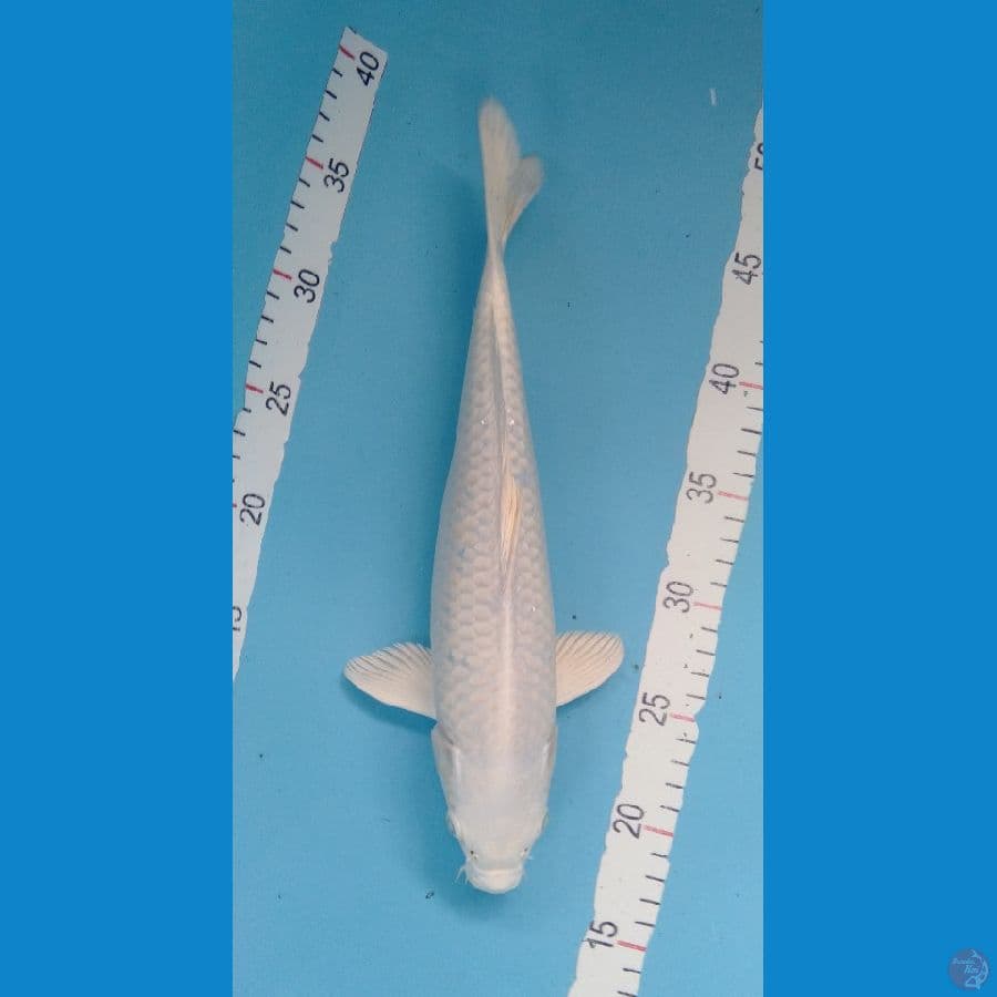 Platinum Putih Salju F 33cm