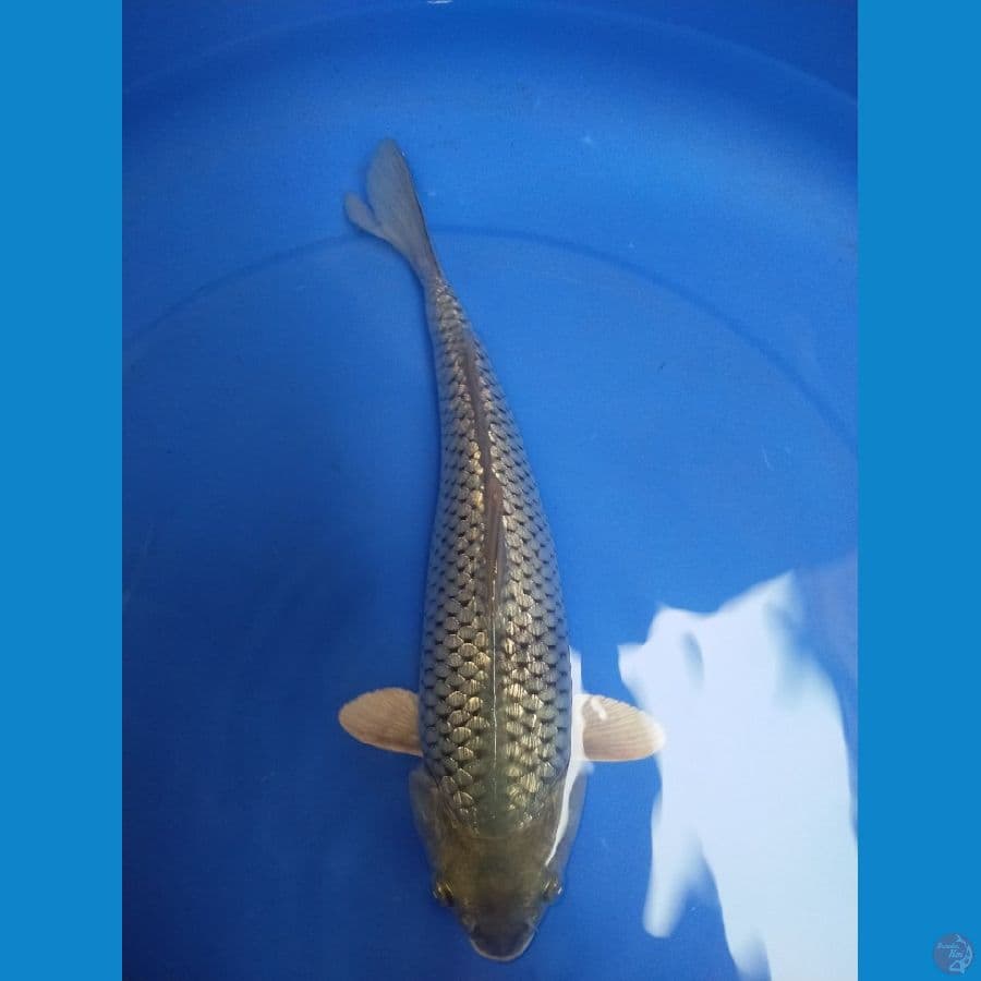soragoi ginrin padat punuk calon jumbo