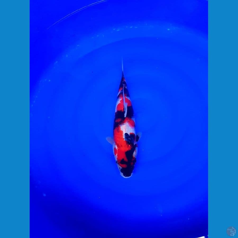 Showa male 33cm strong original