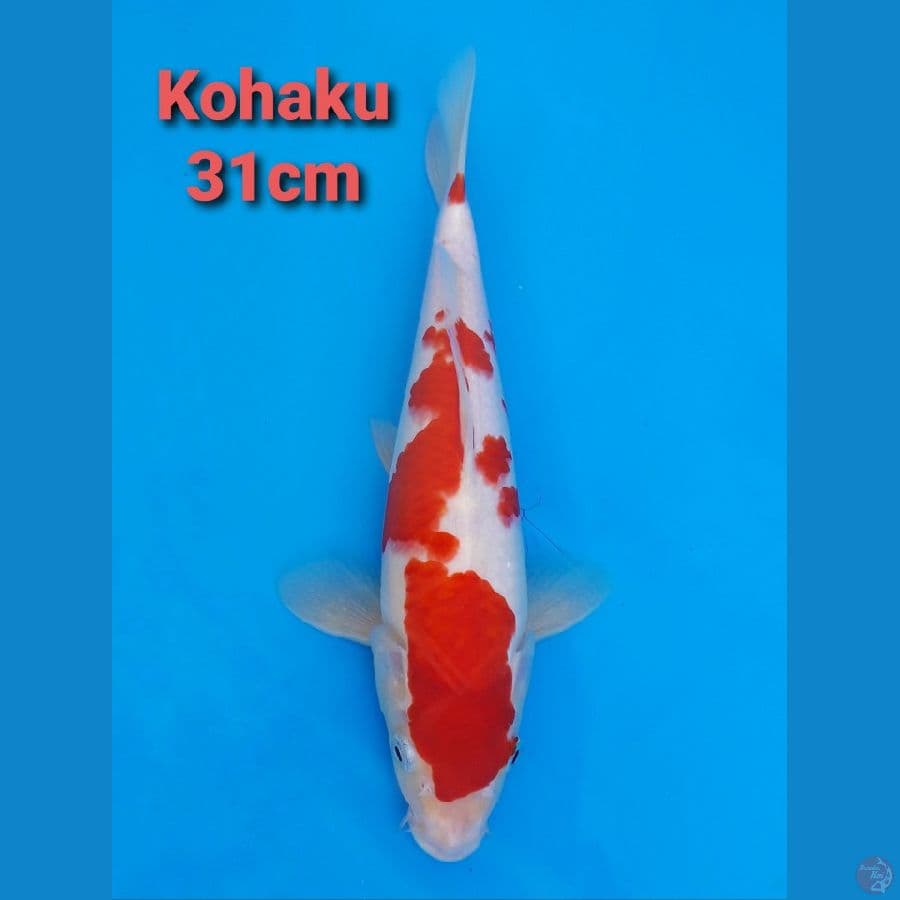 DEEP RED KOHAKU 30CM