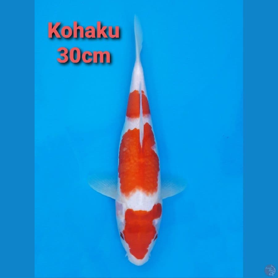 SANDAN KOHAKU 30CM