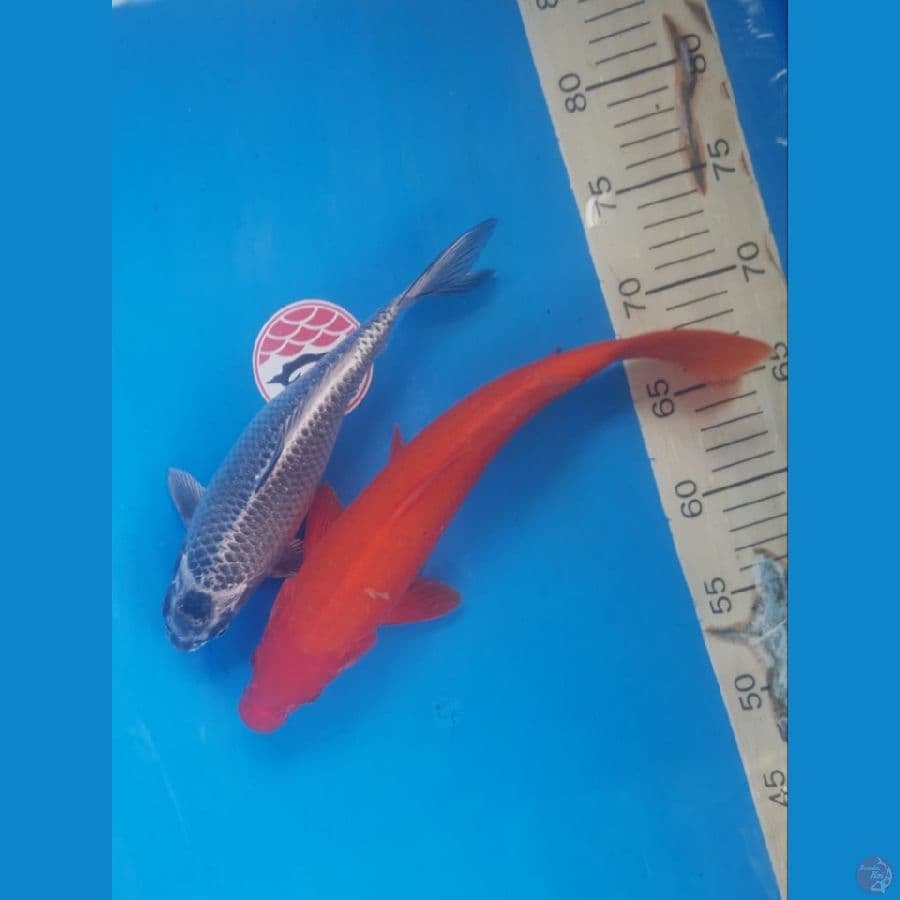 MUKASHI vs BENIGOI 25, 31cm
