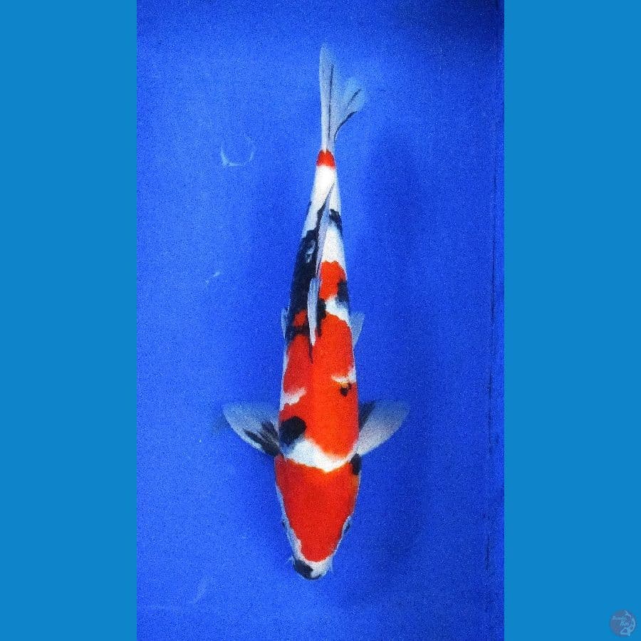 showa sansoku ±37cm